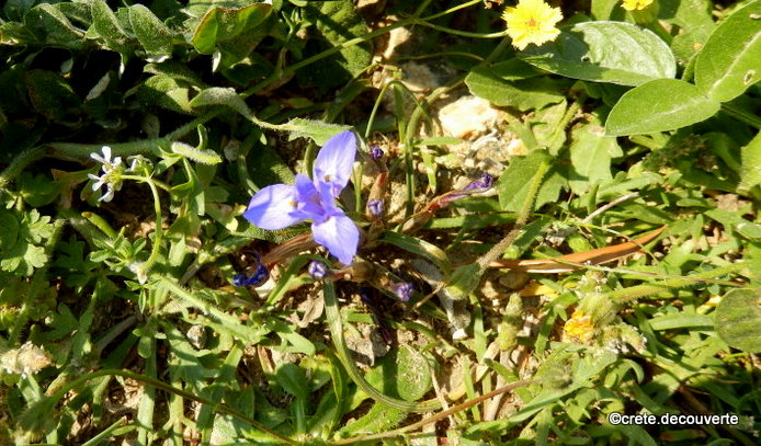 Moraea monophylla (Gynandriris) Moraea monophylla (Gynandriris)