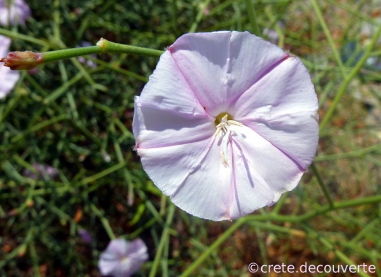 Convolvulus dorycnium - liseron Convolvulus dorycnium - liseron