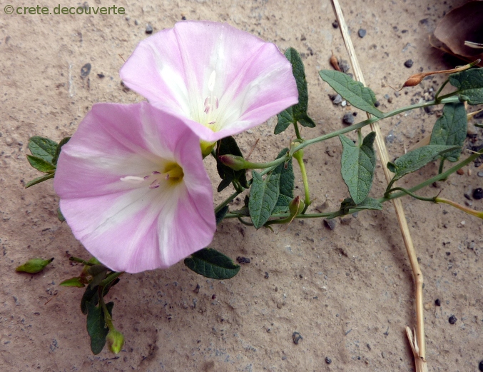 Convolvulus arvensis - liseron des champs Convolvulus arvensis - liseron des champs