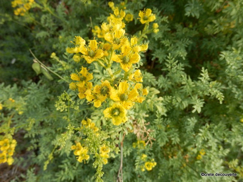 Ruta chalepensis