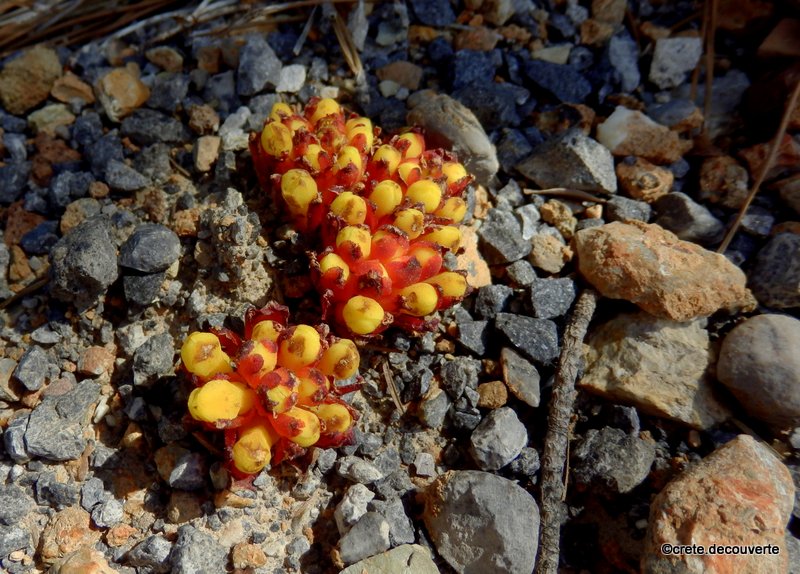 Cytinus hypocistis - Cytinet hypociste, cytinelle Cytinus hypocistis - Cytinet hypociste, cytinelle